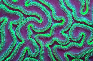 Images Dated 16th April 2003: Grooved brain coral (Diploria labyrinthiformis) at night with polyps extended to feed