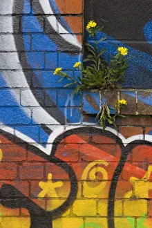 Groundsel {Senecio sp} growing out of brick wall covered in colourful graffiti, Bristol Groundsel {Senecio sp} growing out of brick wall covered in colourful graffiti, Bristol