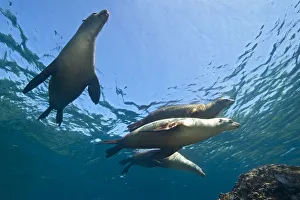A group of adult female California sealions (Zalophus californianus) A group of adult female California sealions (Zalophus californianus)