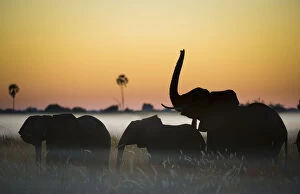 Okavango Delta Gallery: Group of African elephants (Loxodonta africana) silhouetted at sunrise, Okavango Delta, Botswana