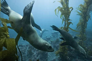 Images Dated 22nd November 2006: Group of California sea lions (Zalophus californianus) in a kelp forest (Macrocystis pyrifera)