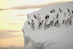 A group of chinstrap penguins (Pygoscelis antarctica) on the edge of an iceberg off A group of chinstrap penguins (Pygoscelis antarctica) on the edge of an iceberg off