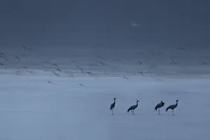 Group of Demoiselle cranes (Anthropoides virgo) resting at the edge of a a salt lake Group of Demoiselle cranes (Anthropoides virgo) resting at the edge of a a salt lake