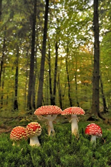 Images Dated 15th March 2010: Group of Fly agaric fungi {Amanita muscaria} in woodland, Lorraine, France
