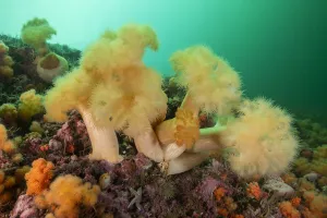 A group of frilled anemones (Metridium senile) off Bonaventure Island in the Gulf A group of frilled anemones (Metridium senile) off Bonaventure Island in the Gulf