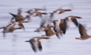 Group of Greylag geese (Anser anser) flying in the half light before dawn, Snettisham RSPB reserve Group of Greylag geese (Anser anser) flying in the half light before dawn, Snettisham RSPB reserve