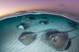 A group of large stingrays (Dasyatis americana) swim over sand in shallow water
