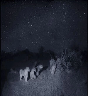 Images Dated 6th September 2010: Group of lions (Panthera leo) at night, Masai Mara, Kenya