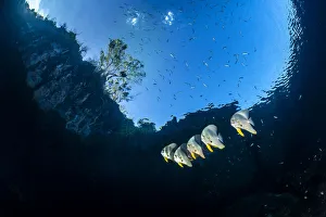 Group of Longfin batfish (Platax teira) beneath the surface, close to an island Group of Longfin batfish (Platax teira) beneath the surface, close to an island