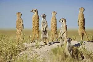 Images Dated 10th April 2012: A group of meerkats (Suricata suricatta) or suricates, stand on an old termite mound