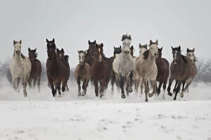 Images Dated 28th January 2013: A group of Pure Arab, Shagya Arab and East Bulgarian fillies running in snow, Kabiuk National Stud