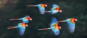 Group of Red-and-green macaws (Ara chloropterus) in flight over forest canopy. Buraco das Araras Group of Red-and-green macaws (Ara chloropterus) in flight over forest canopy. Buraco das Araras