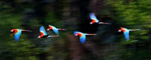 Group of Red-and-Green Macaws or Green-winged Macaws (Ara chloropterus) in flight Group of Red-and-Green Macaws or Green-winged Macaws (Ara chloropterus) in flight