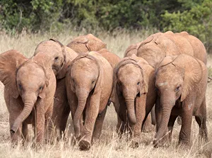 A group of rescued orphan baby Elephants (Loxodonta africana) A group of rescued orphan baby Elephants (Loxodonta africana)