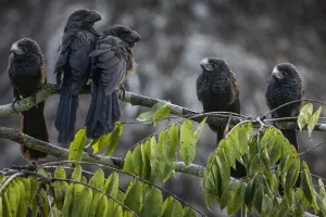 A group of Smooth billed ani (Crotophaga ani) at sunrise. Yasuni National Park, Ecuador A group of Smooth billed ani (Crotophaga ani) at sunrise. Yasuni National Park, Ecuador