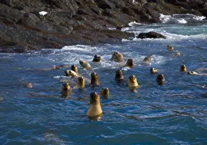 Group of South American fur seals (Arctocephalus australis) swimming near the rocky shore Group of South American fur seals (Arctocephalus australis) swimming near the rocky shore