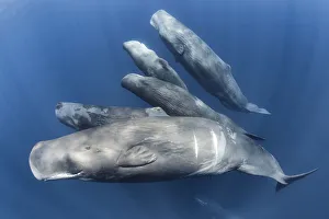 Group of Sperm whales (Physter macrocephalus) family group swimming together Group of Sperm whales (Physter macrocephalus) family group swimming together