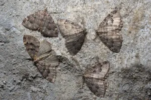 Group of Tissue moths (Triphosa dubitata) hibernating in a limestone cave Group of Tissue moths (Triphosa dubitata) hibernating in a limestone cave