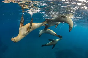 Group of young California sea lions (Zalophus californianus Group of young California sea lions (Zalophus californianus