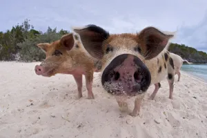 A group of young domestic pigs (Sus domestica) on the beach in the Bahamas A group of young domestic pigs (Sus domestica) on the beach in the Bahamas
