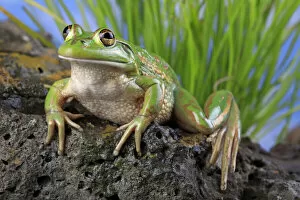 Green Treefrog Gallery: Growling grass frog (Litoria raniformis) female from a farm dam at Donnybrook, Victoria