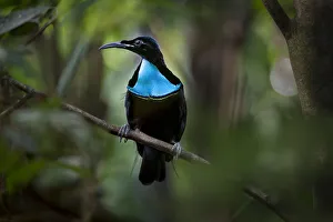 Growling riflebird (Ptiloris intercedens) male, Adelbert Mountain Range, Madang Province Growling riflebird (Ptiloris intercedens) male, Adelbert Mountain Range, Madang Province