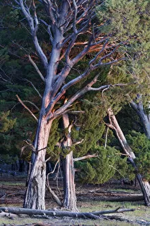 Coniferae Gallery: Guadalupe cypress (Cupressus guadalupensis), IUCN Redlist Endangered