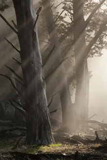 Guadalupe cypress trees (Cupressus guadalupensis) surrounded by fog Guadalupe cypress trees (Cupressus guadalupensis) surrounded by fog