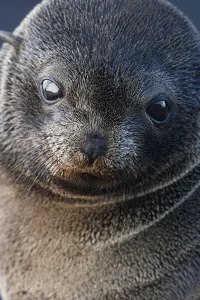 Guadalupe fur seal (Arctocephalus townsendi) pup, Guadalupe Island Biosphere Reserve Guadalupe fur seal (Arctocephalus townsendi) pup, Guadalupe Island Biosphere Reserve