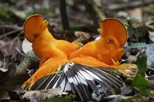 Guianan cock-of-the-rock (Rupicola rupicola), two males fighting during lek, Guianan Guianan cock-of-the-rock (Rupicola rupicola), two males fighting during lek, Guianan