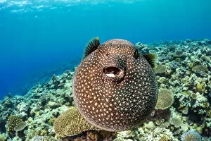 Micronesia Gallery: Guineafowl puffer fish (Arothron meleagris) inflated, displaying defensive behaviour over
