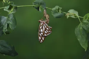 Gulf fritillary butterfly (Agraulis vanillae) expanding wings after emerging from chrysalis Gulf fritillary butterfly (Agraulis vanillae) expanding wings after emerging from chrysalis
