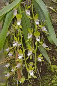 Gunn's tree orchid (Sarcochilus australis). Tasmania, Australia. November Gunn's tree orchid (Sarcochilus australis). Tasmania, Australia. November