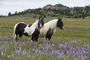 Images Dated 22nd June 2014: Two Gypsy vanner geldings in wildflower pastures, Wyoming, USA. June 2014