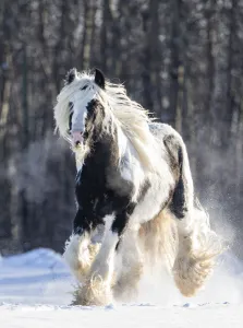 Gypsy vanner stallion cantering through snow. Alberta, Canada. February Gypsy vanner stallion cantering through snow. Alberta, Canada. February