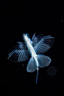 Gyre flyingfish (Prognichthys glaphyrae) photographed in the Sargasso Sea, Atlantic Ocean Gyre flyingfish (Prognichthys glaphyrae) photographed in the Sargasso Sea, Atlantic Ocean