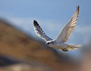 Images Dated 25th August 2009: Gyrfalcon (Falco rusticolus) in flight, Disko Bay, Greenland, August 2009