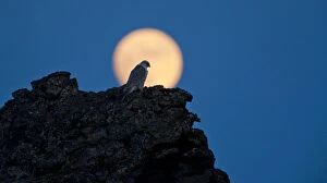 Images Dated 8th April 2009: Gyrfalcon (Falco rusticolus) on rock silhouetted against full moon, Myvatn, Thingeyjarsyslur