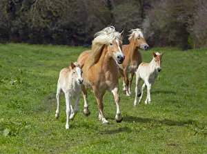 Haflinger horse mares and foals running in meadow. England, UK Haflinger horse mares and foals running in meadow. England, UK