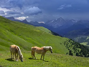 Haflinger horses, Seiser Alm, Dolomites, South Tyrol, Italy, July 2019 Haflinger horses, Seiser Alm, Dolomites, South Tyrol, Italy, July 2019