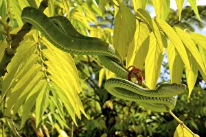 Hagens pit viper (Trimeresurus hageni) in tree, Sumatra Hagens pit viper (Trimeresurus hageni) in tree, Sumatra
