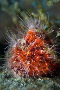 Hairy frogfish (Antennarius striatus) on a sandy seabed. Anilao, Batangas, Luzon, Philippines Hairy frogfish (Antennarius striatus) on a sandy seabed. Anilao, Batangas, Luzon, Philippines