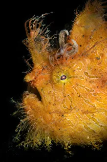 Hairy frogfish / Striated frogfish (Antennarius striatus), portrait, Raja Ampat, West Papua, Indonesia, Pacific Ocean Hairy frogfish / Striated frogfish (Antennarius striatus), portrait, Raja Ampat, West Papua, Indonesia, Pacific Ocean