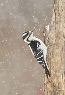 Hairy woodpecker (Picoides villosus) male in snowstorm, Freeville, New York, USA, February Hairy woodpecker (Picoides villosus) male in snowstorm, Freeville, New York, USA, February