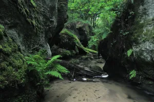Halerbach / Haupeschbach flowing between large moss covered rocks with Male ferns Halerbach / Haupeschbach flowing between large moss covered rocks with Male ferns