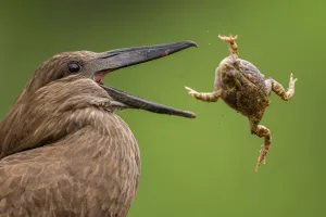 Hamerkop (Scopus umbretta) tossing frog prey, Mkuze, South Africa Hamerkop (Scopus umbretta) tossing frog prey, Mkuze, South Africa