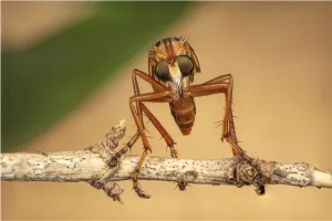 Hanging thief robber fly (Diogmites sp) Philadelphia, Pennsylvania, USA, July Hanging thief robber fly (Diogmites sp) Philadelphia, Pennsylvania, USA, July