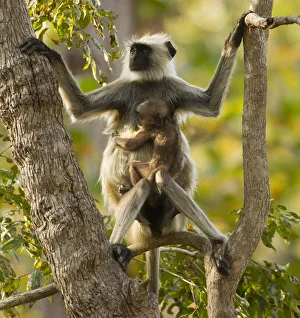 Madhya Gallery: Hanuman Langur / Northern Plains Grey Langur (Semnopithecus entellus) mother with baby in tree