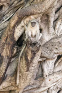 Hanuman / Northern Plains Grey Langur (Semnopithecus entellus) youngster sitting Hanuman / Northern Plains Grey Langur (Semnopithecus entellus) youngster sitting