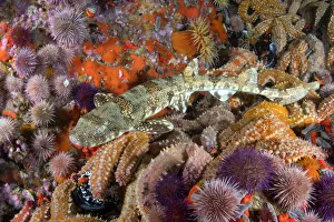Happy Eddy (Haploblepharus edwardsii) amongst Cape sea urchin (Parechinus angulosus Happy Eddy (Haploblepharus edwardsii) amongst Cape sea urchin (Parechinus angulosus